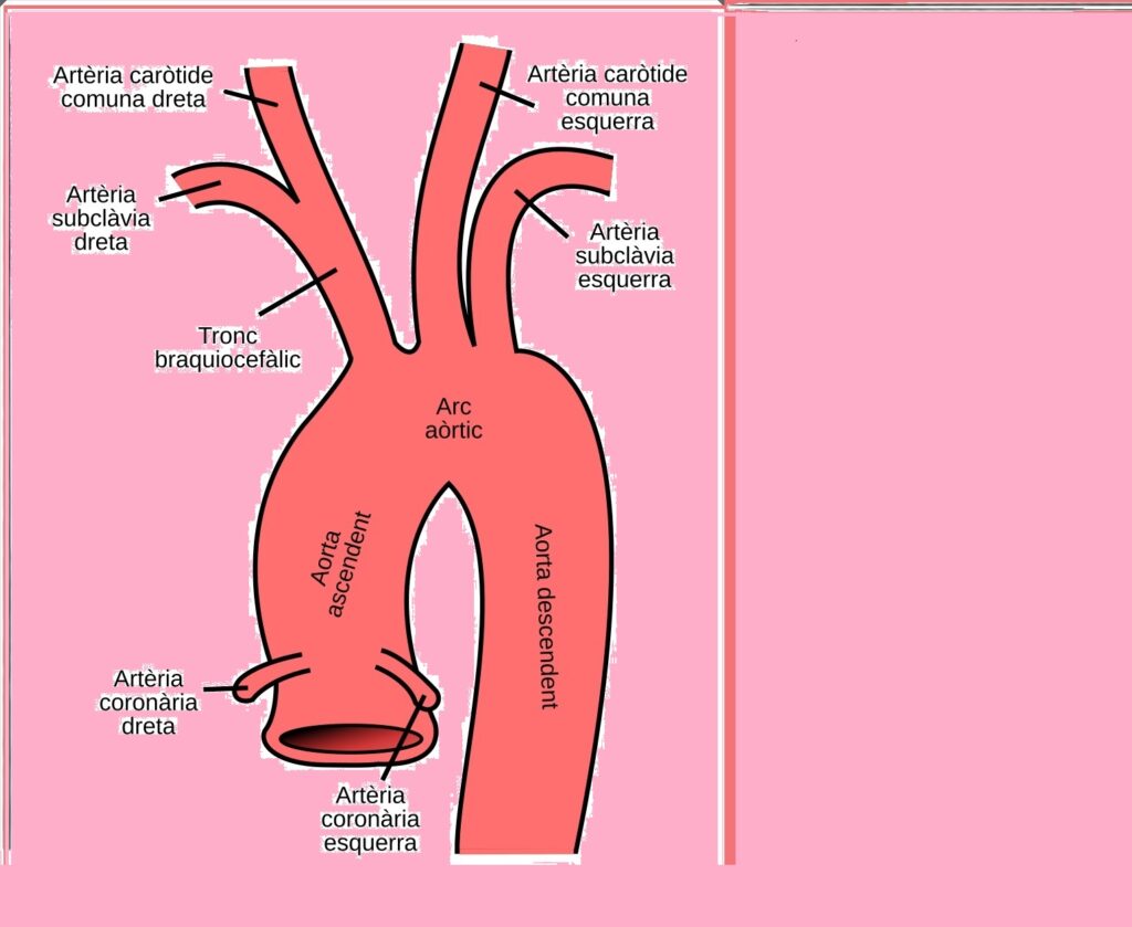 L’aorta, molt més que un simple conducte que transporta sang.