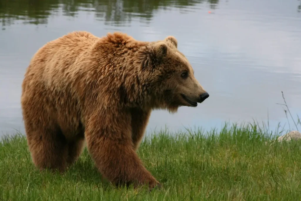 La reintroducció de l’os al Pirineu